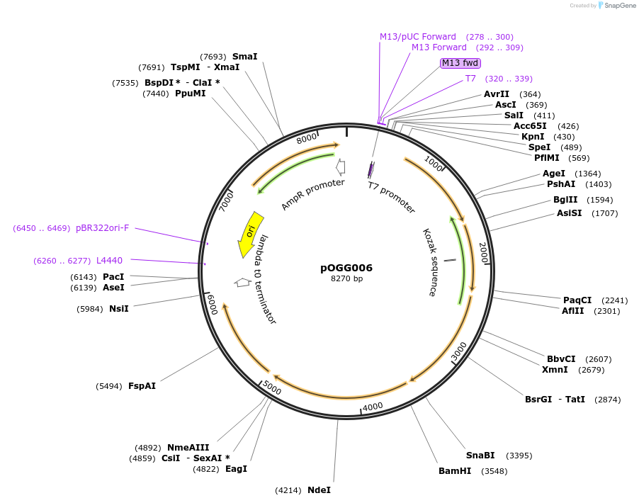 113981-plasmid-map-sequence-id-223372