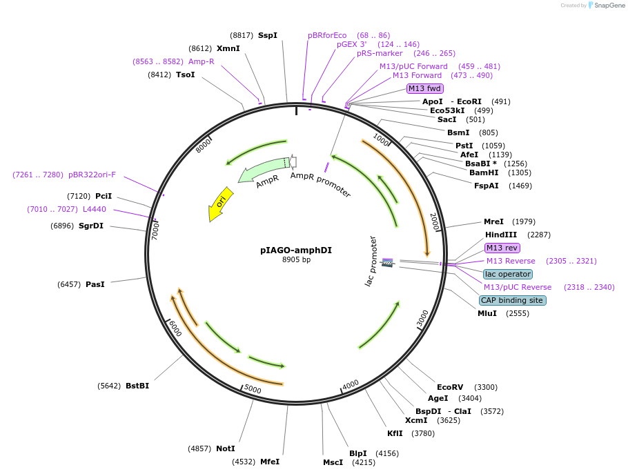114459-plasmid-map-sequence-id-223373