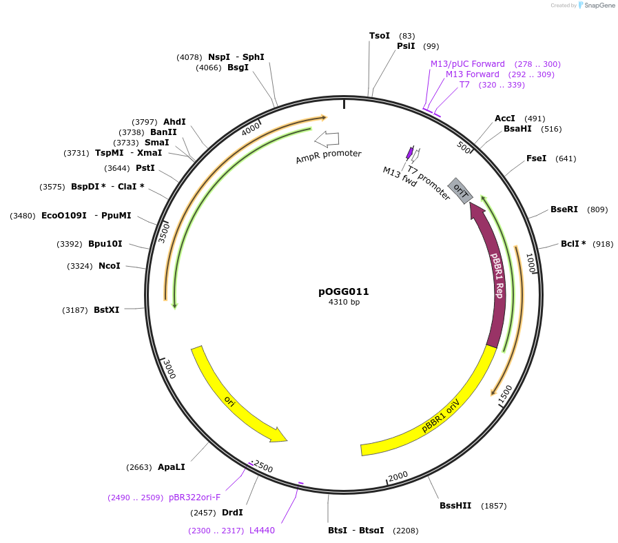 113985-plasmid-map-sequence-id-223389
