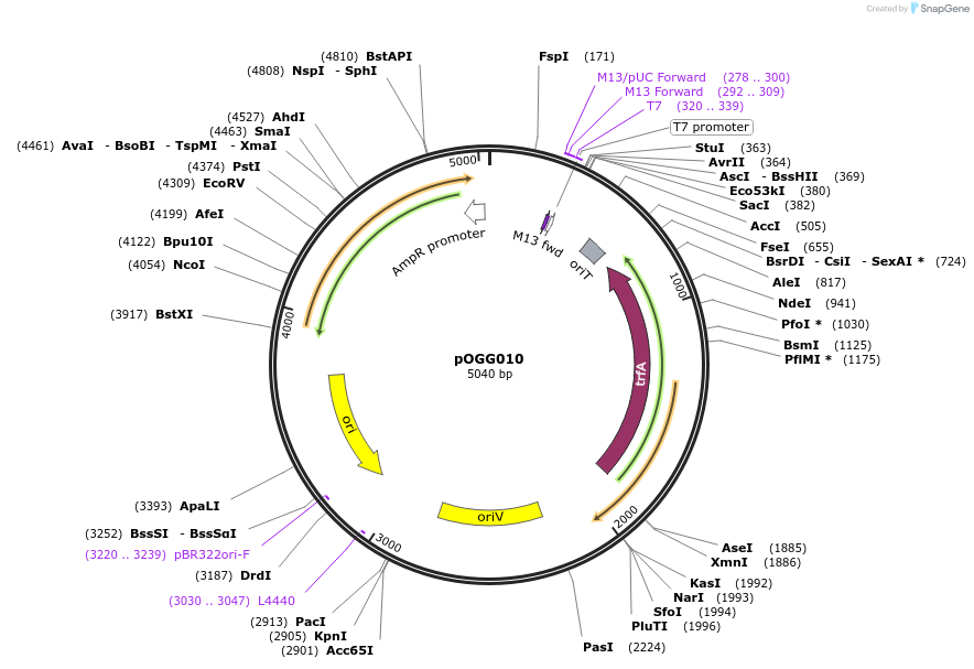 113984-plasmid-map-sequence-id-223395