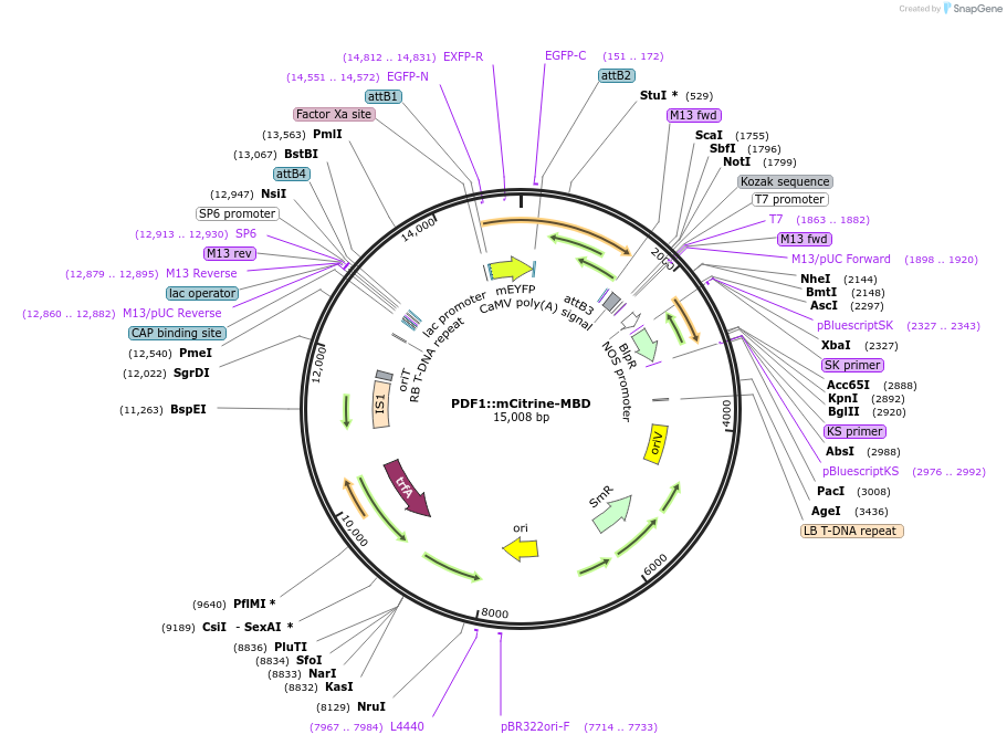 115222-plasmid-map-sequence-id-223396