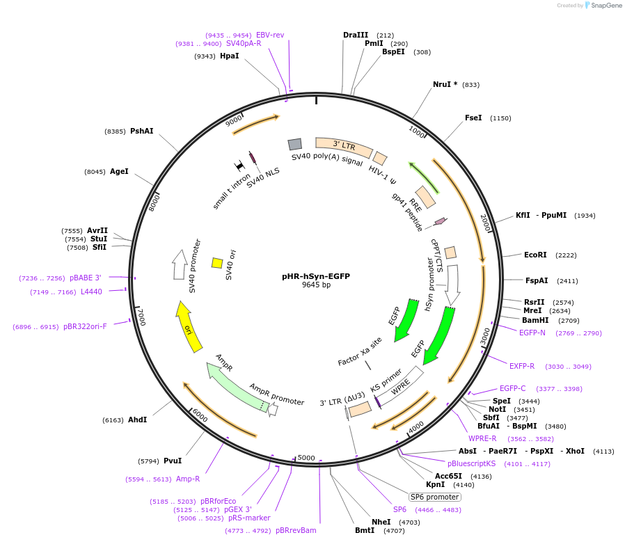 114215-plasmid-map-sequence-id-223405