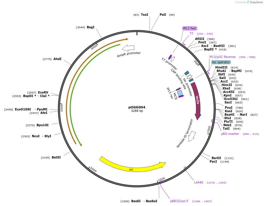 113979-plasmid-map-sequence-id-223412