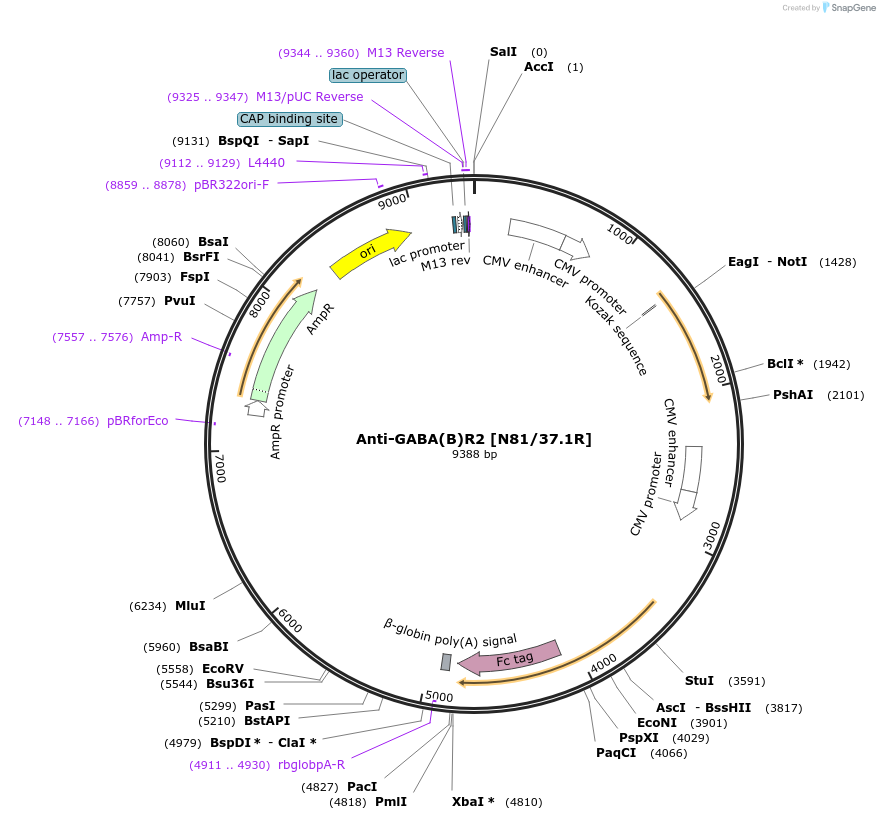 114544-plasmid-map-sequence-id-223416