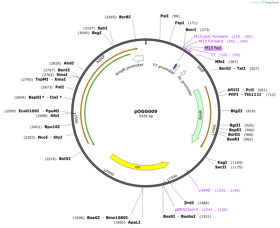 113983-plasmid-map-sequence-id-223417