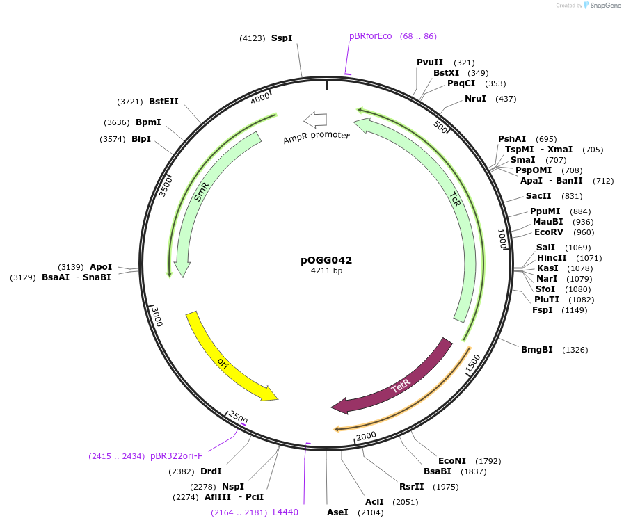 113998-plasmid-map-sequence-id-223425