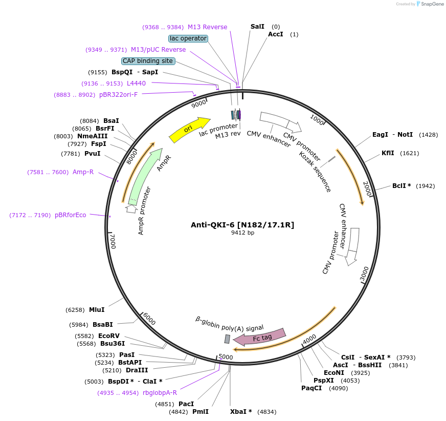 114561-plasmid-map-sequence-id-223473
