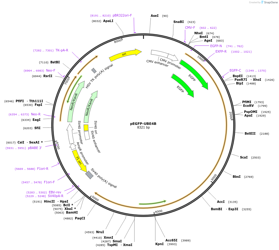 113499-plasmid-map-sequence-id-223480