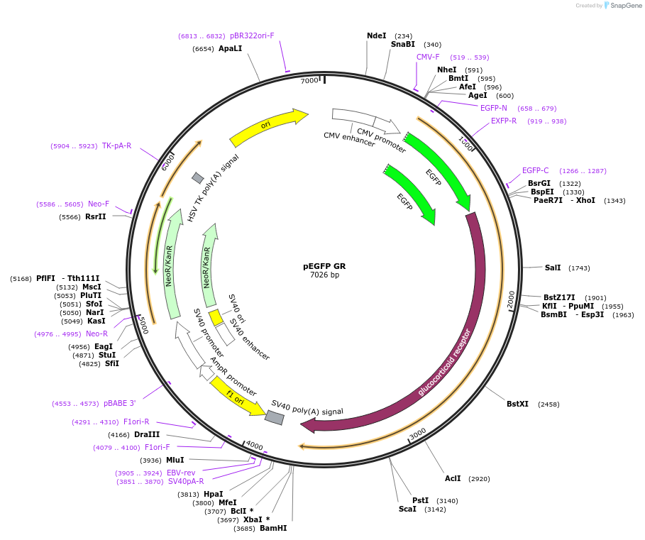 47504-plasmid-map-sequence-id-223484