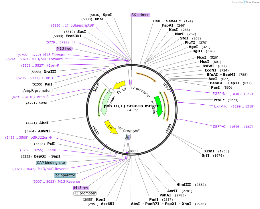 115910-plasmid-map-sequence-id-223487