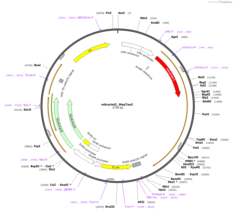 112964-plasmid-map-sequence-id-223488