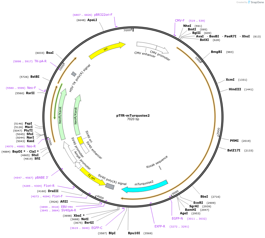 112953-plasmid-map-sequence-id-223490
