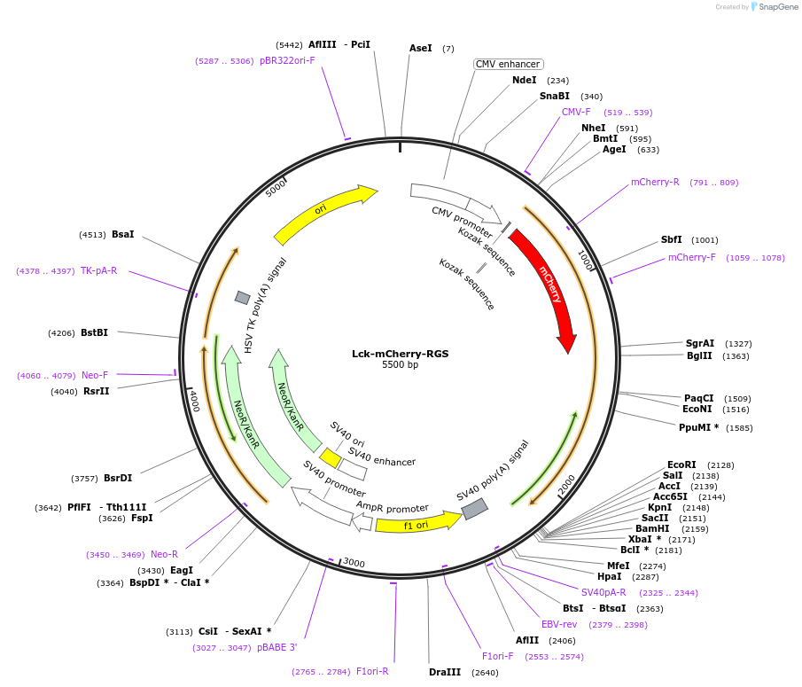 112935-plasmid-map-sequence-id-223493