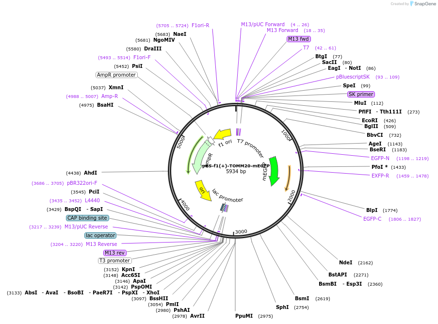 115911-plasmid-map-sequence-id-223506