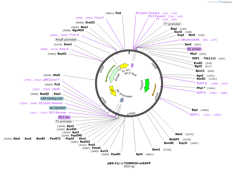 115923-plasmid-map-sequence-id-223507