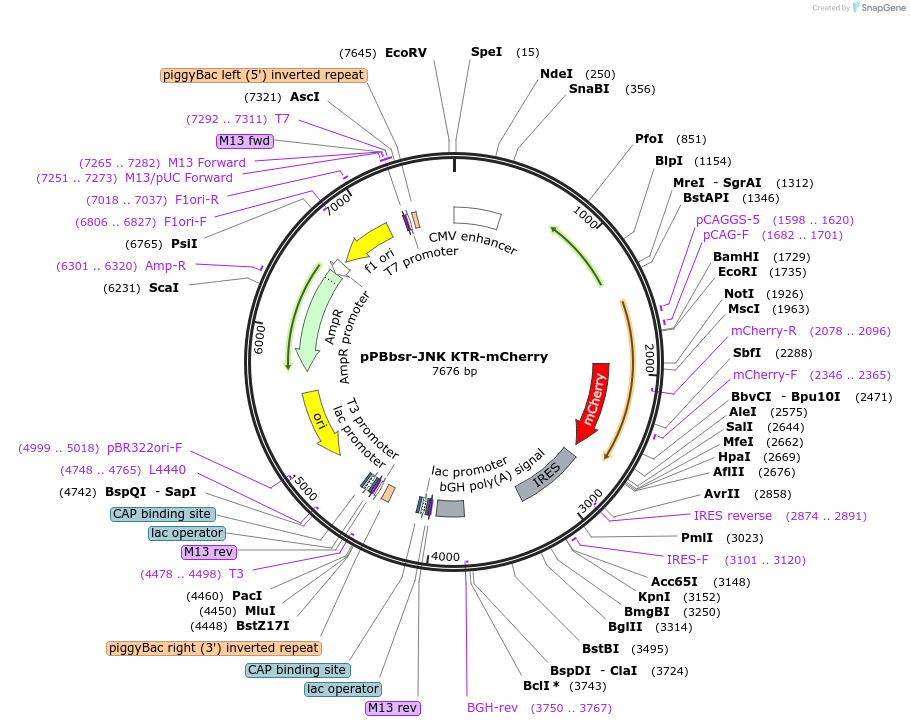 115493-plasmid-map-sequence-id-223511