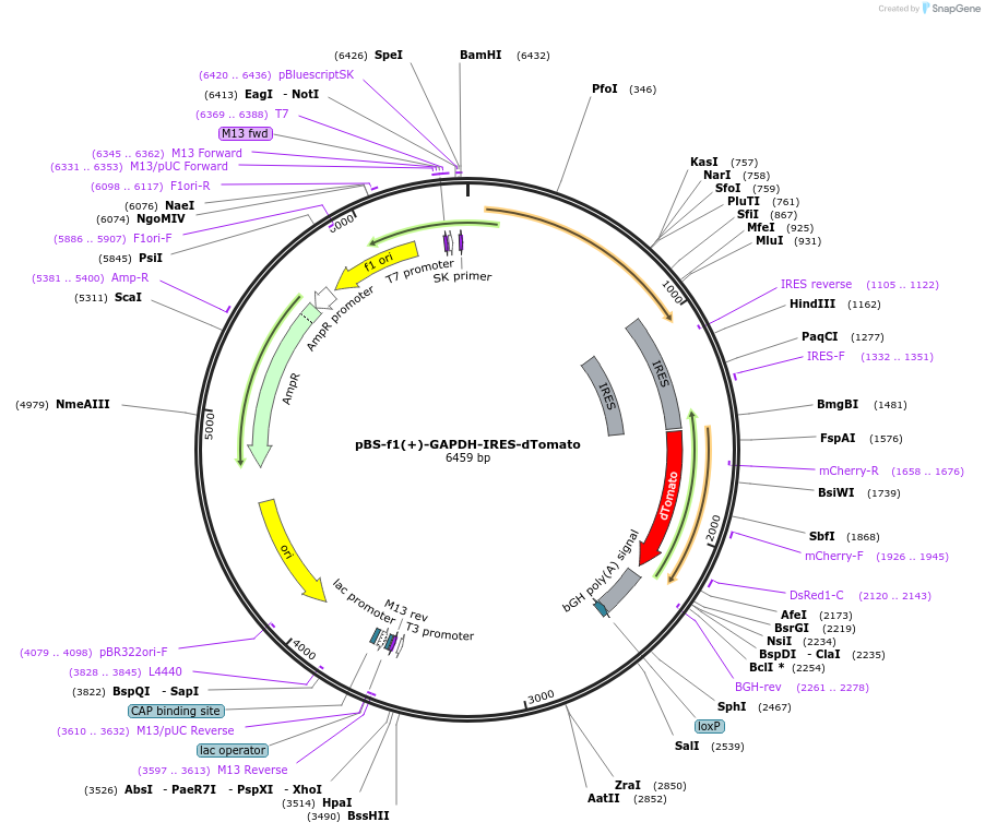 115912-plasmid-map-sequence-id-223512