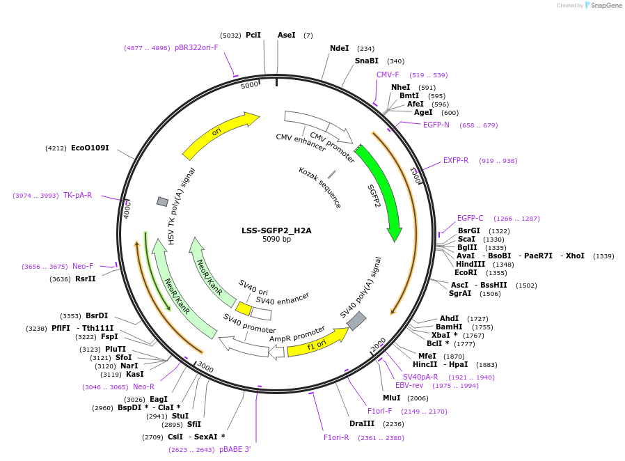 112937-plasmid-map-sequence-id-223513