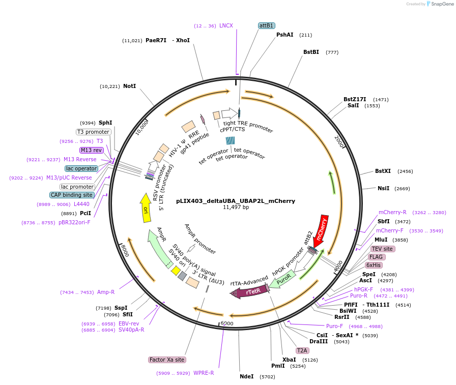 105287-plasmid-map-sequence-id-223527