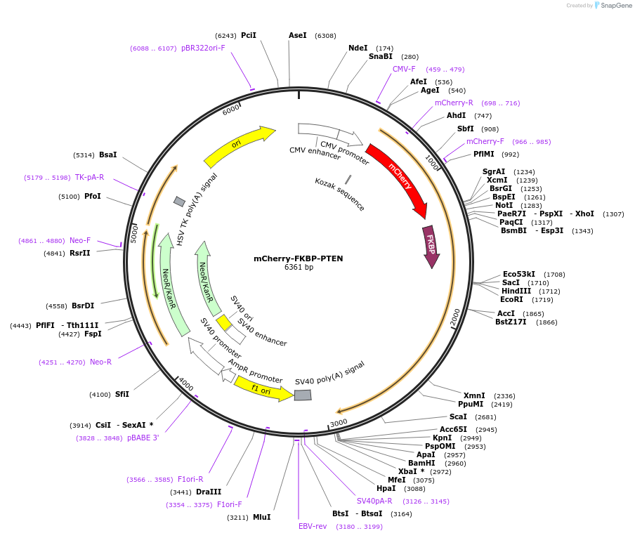 116866-plasmid-map-sequence-id-223530