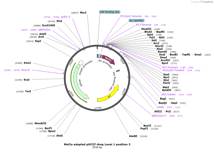 109222-plasmid-map-sequence-id-223531