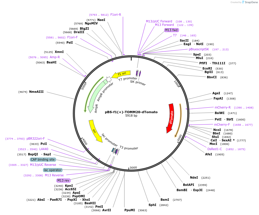 115914-plasmid-map-sequence-id-223532
