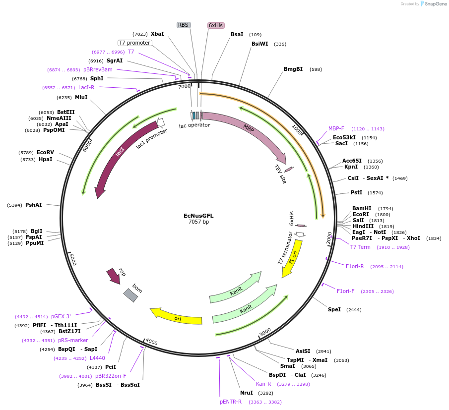 113122-plasmid-map-sequence-id-223535