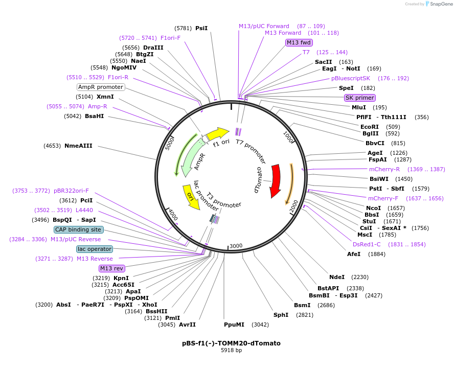 115922-plasmid-map-sequence-id-223536