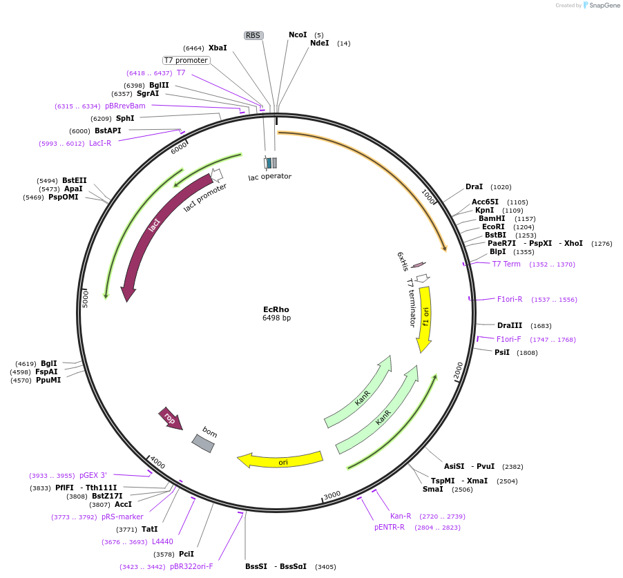 113121-plasmid-map-sequence-id-223538