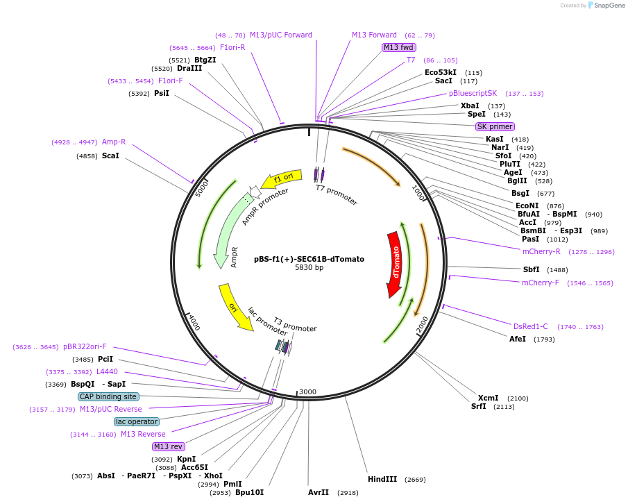 115913-plasmid-map-sequence-id-223539