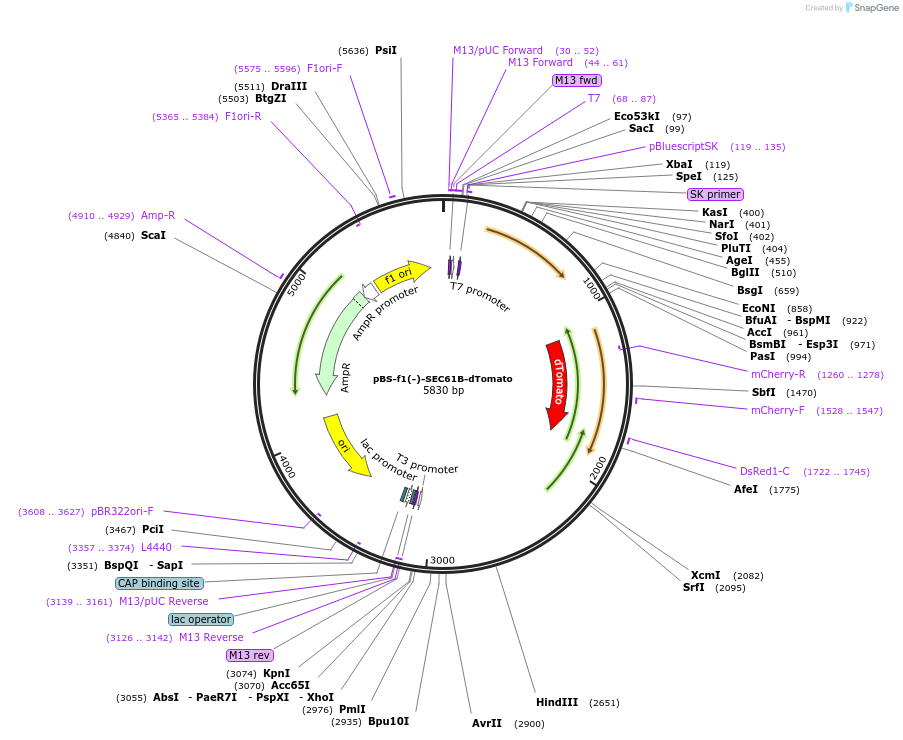 115920-plasmid-map-sequence-id-223541