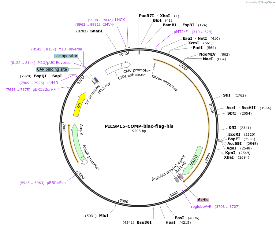 110958-plasmid-map-sequence-id-223542