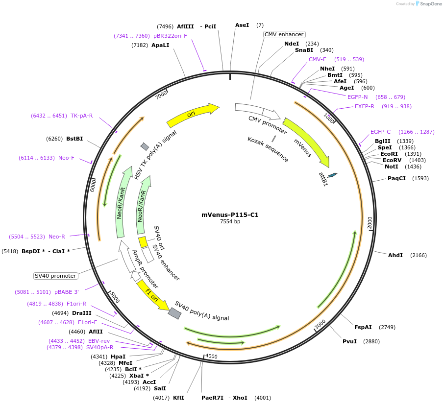 112931-plasmid-map-sequence-id-223543