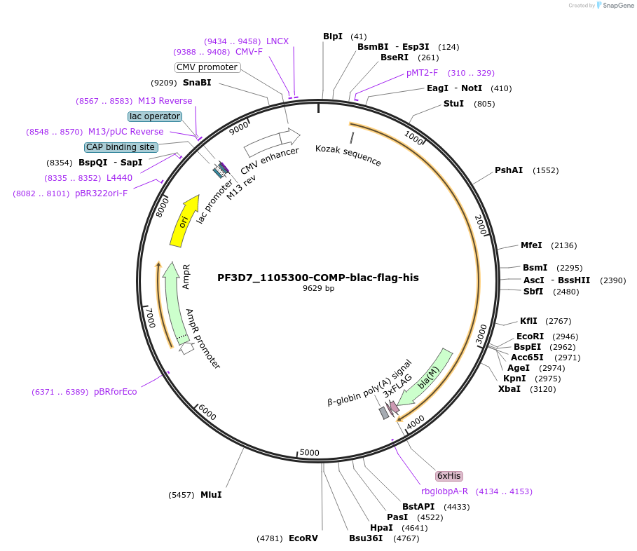 110960-plasmid-map-sequence-id-223566