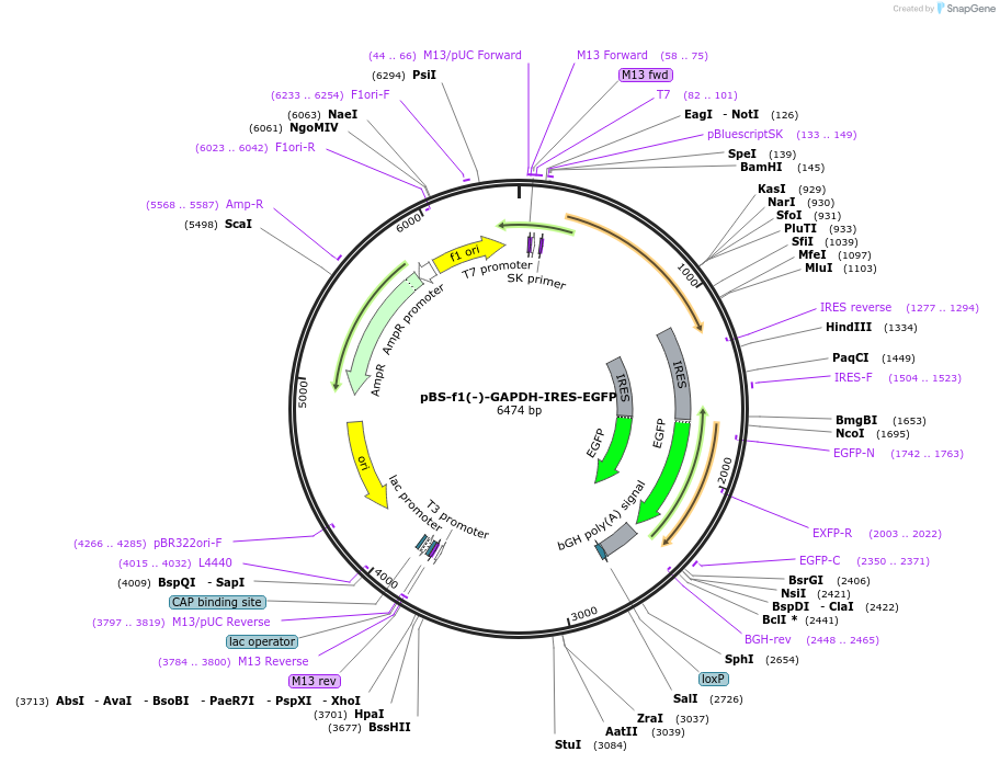 115918-plasmid-map-sequence-id-223580