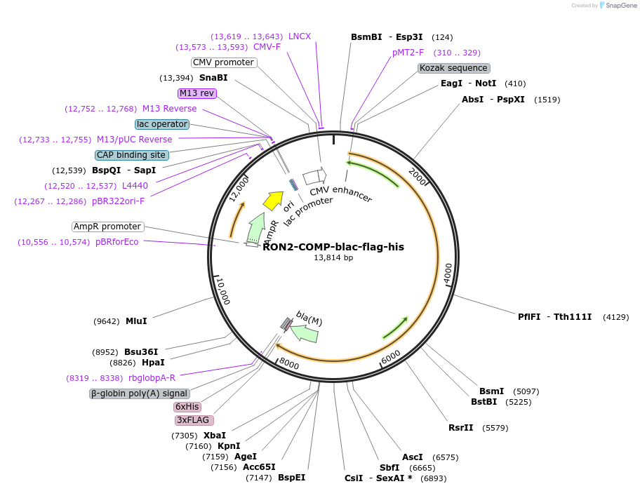 110962-plasmid-map-sequence-id-223581