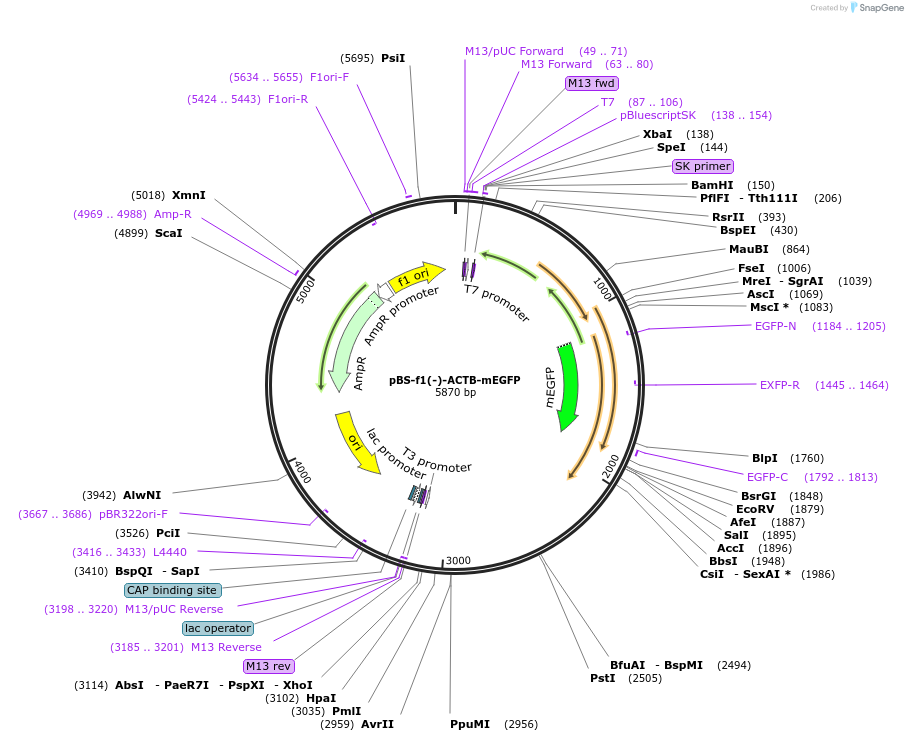 115917-plasmid-map-sequence-id-223590