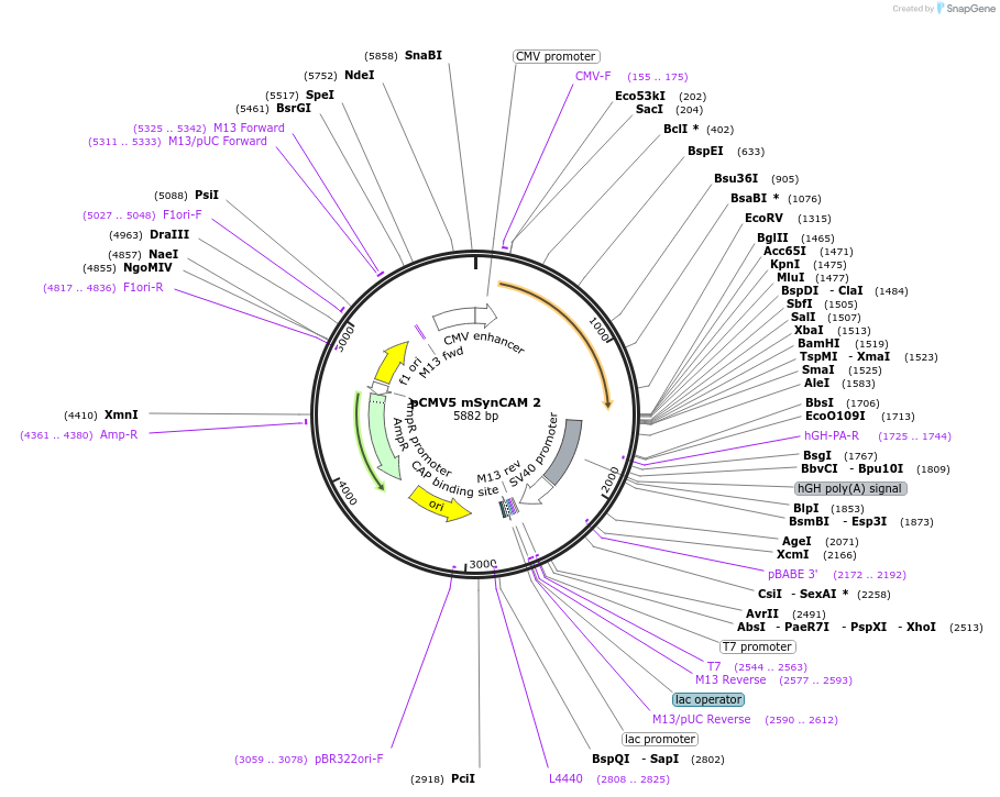 115497-plasmid-map-sequence-id-223596