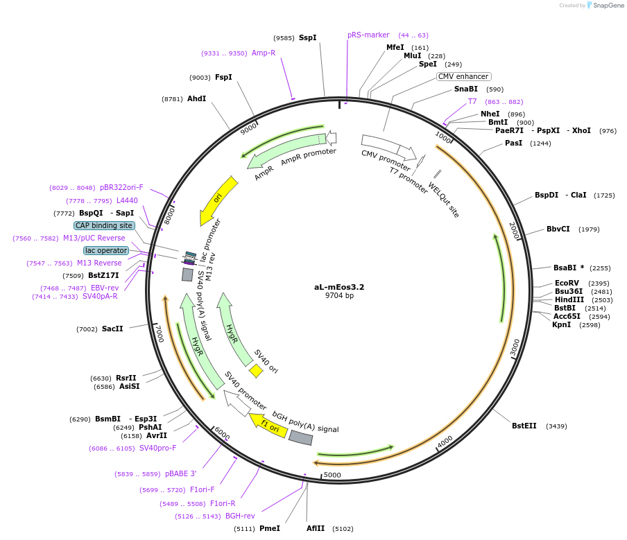 113154-plasmid-map-sequence-id-223604