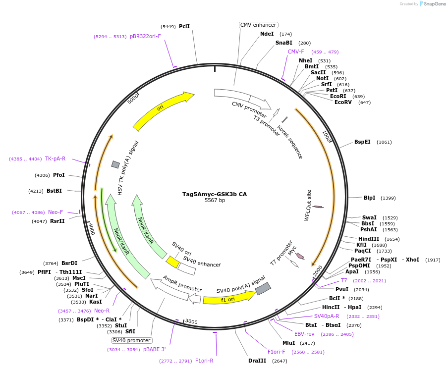 16261-plasmid-map-sequence-id-223612