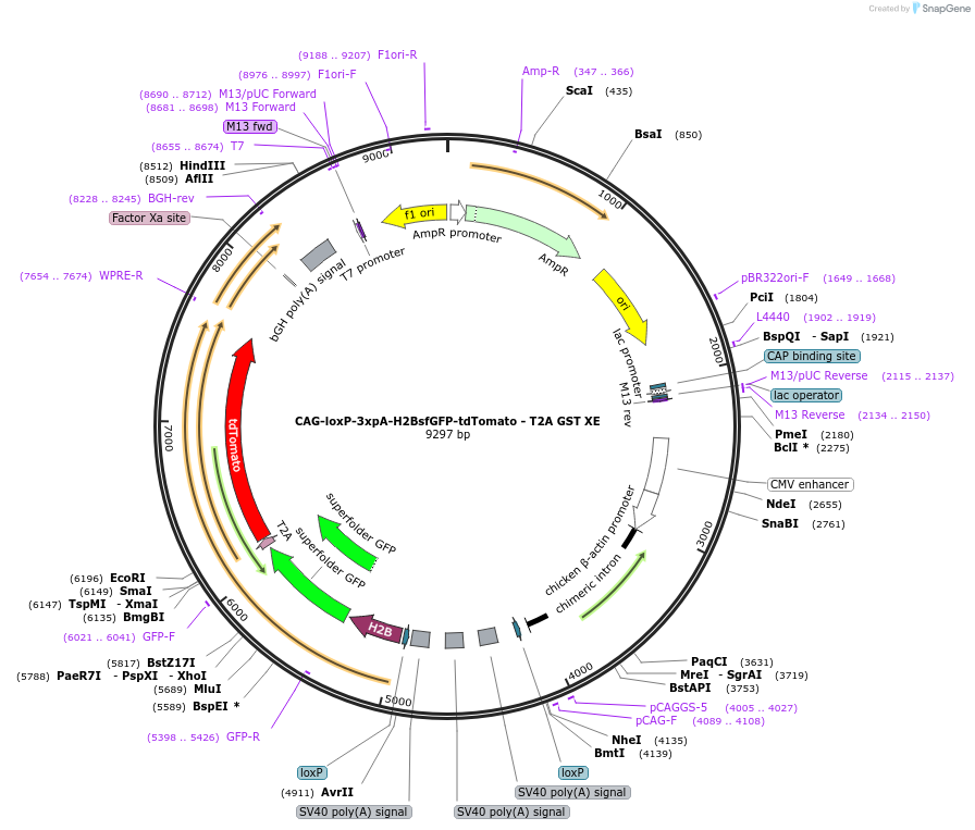 113840-plasmid-map-sequence-id-223613