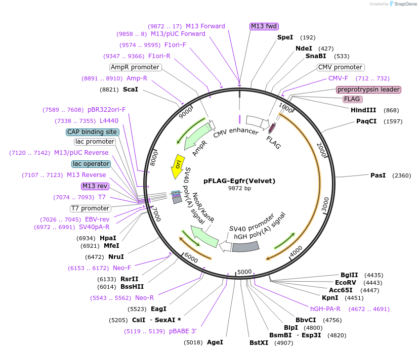 18788-plasmid-map-sequence-id-223615