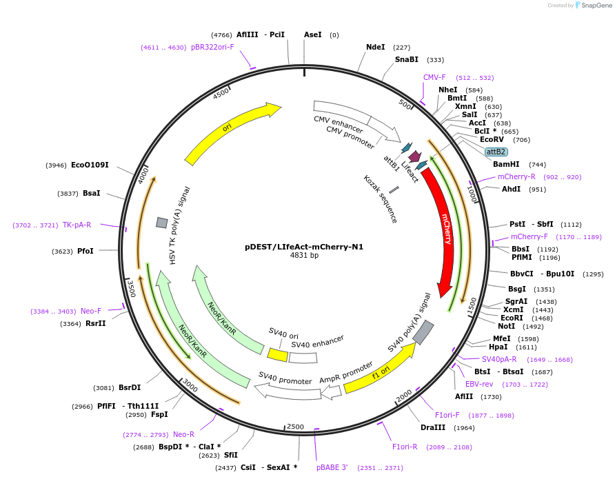 40908-plasmid-map-sequence-id-223616