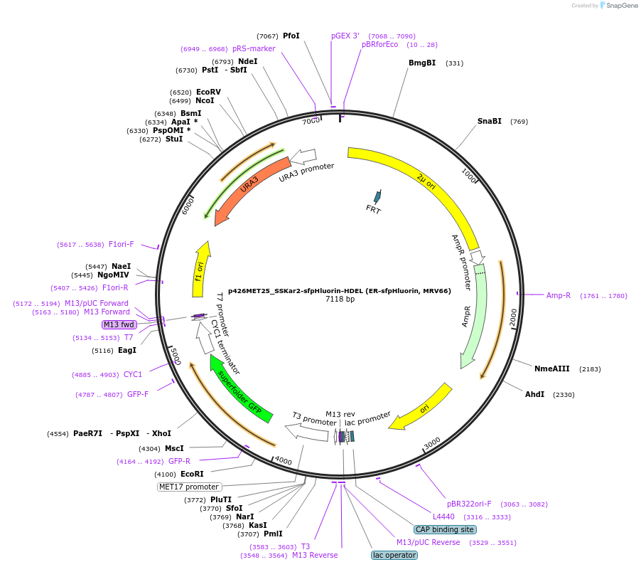 115698-plasmid-map-sequence-id-223642