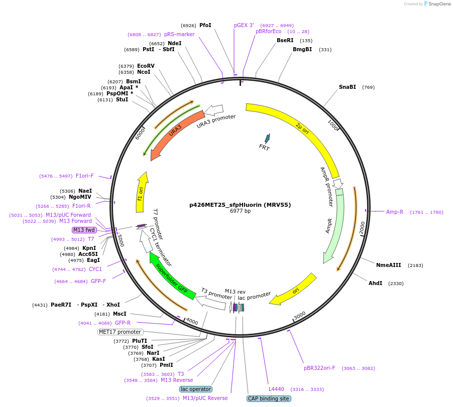 115697-plasmid-map-sequence-id-223644