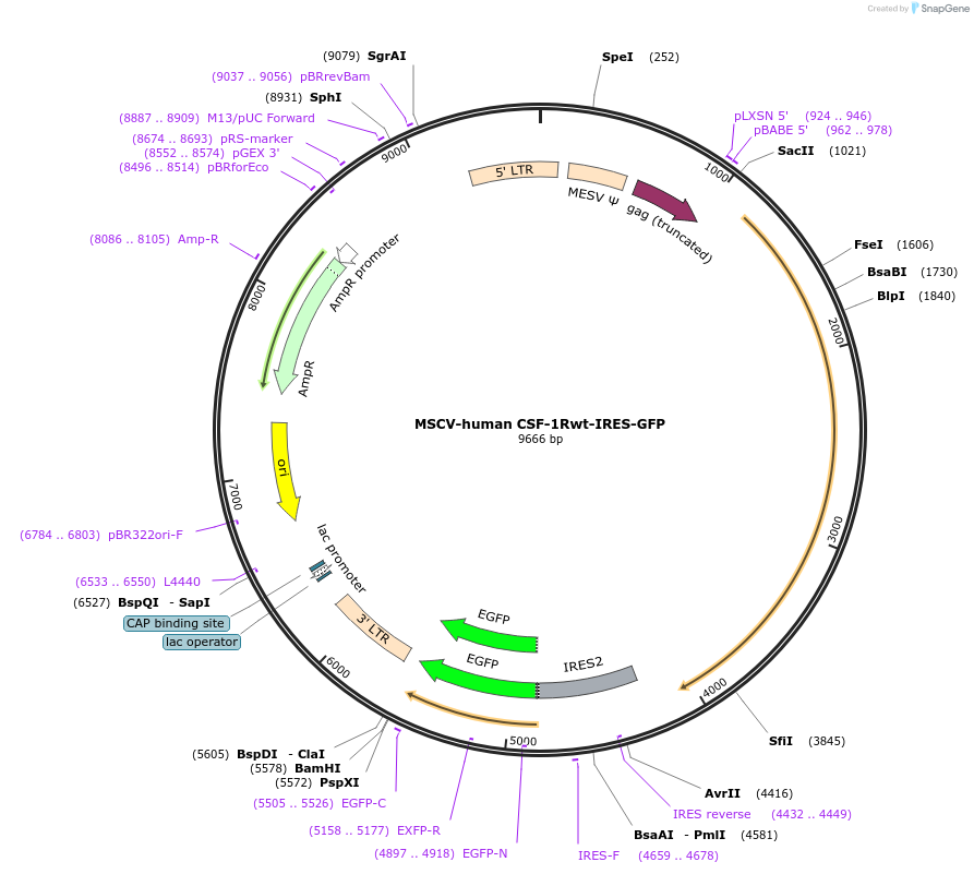 115523-plasmid-map-sequence-id-223645