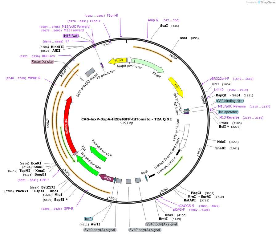 113842-plasmid-map-sequence-id-223654