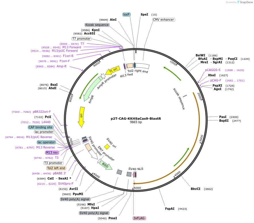 107189-plasmid-map-sequence-id-223659