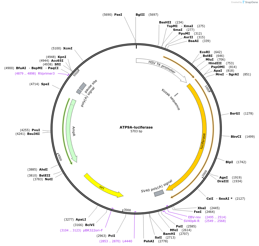 113354-plasmid-map-sequence-id-223683