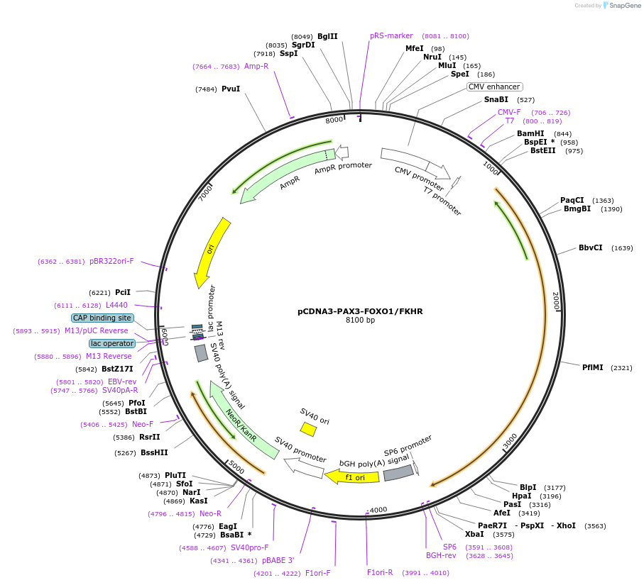 115526-plasmid-map-sequence-id-223796